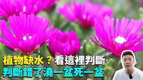 植物缺水|【園藝指南】如何判斷植物缺水？檢視葉片、土壤顏色和利用手。